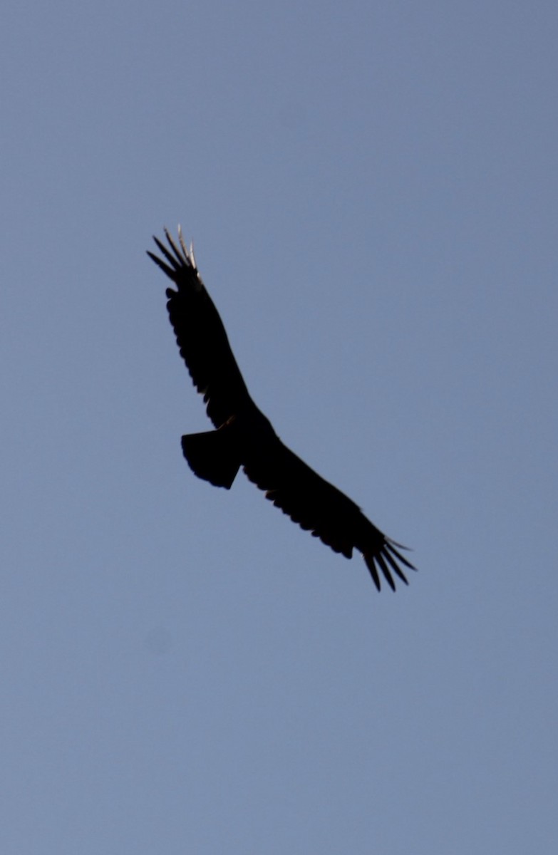 Black Vulture - ML617924513