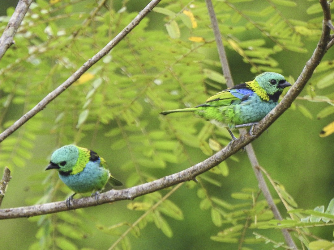Green-headed Tanager - ML617924519