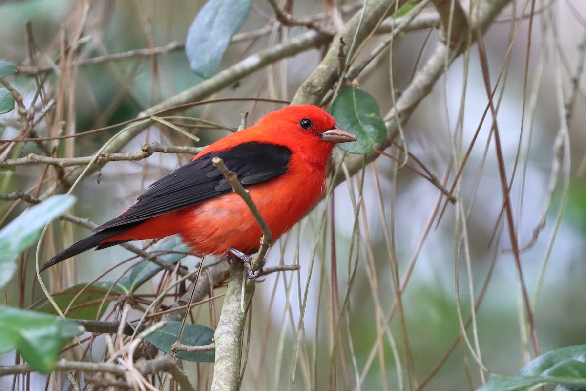 Scarlet Tanager - ML617924555