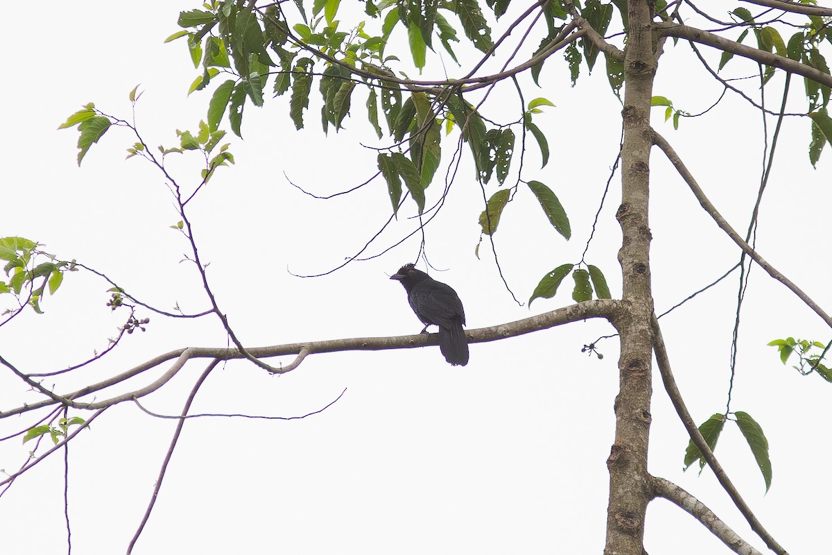 Black Magpie (Bornean) - ML617924556