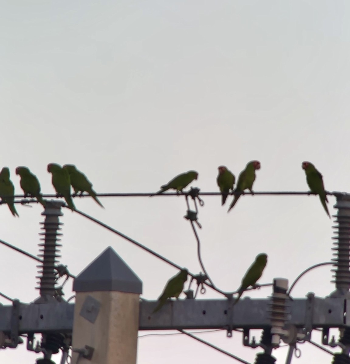 Guayaquil Papağanı - ML617924557