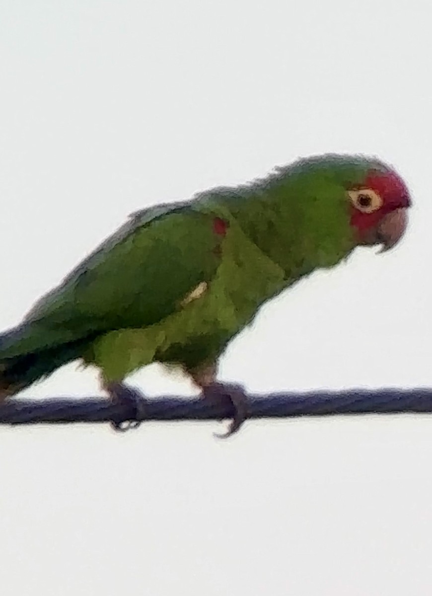 Guayaquil Papağanı - ML617924558