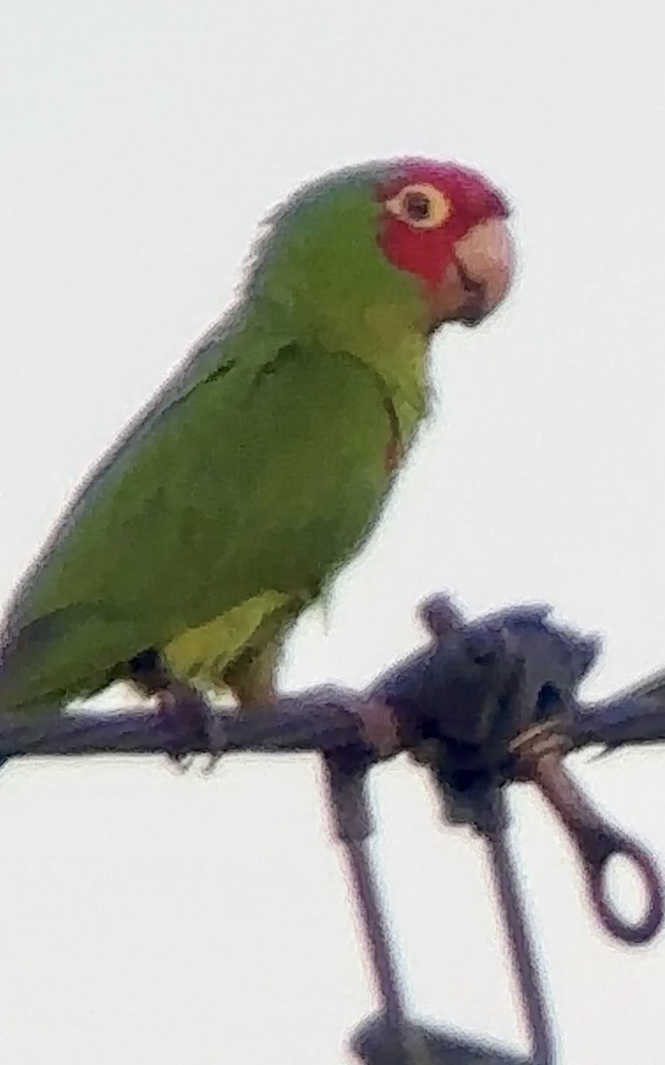 Red-masked Parakeet - Soule Mary