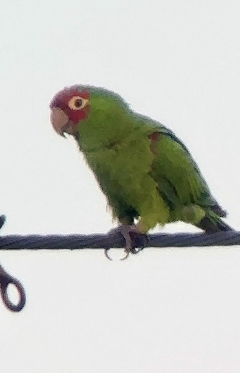 Guayaquil Papağanı - ML617924560