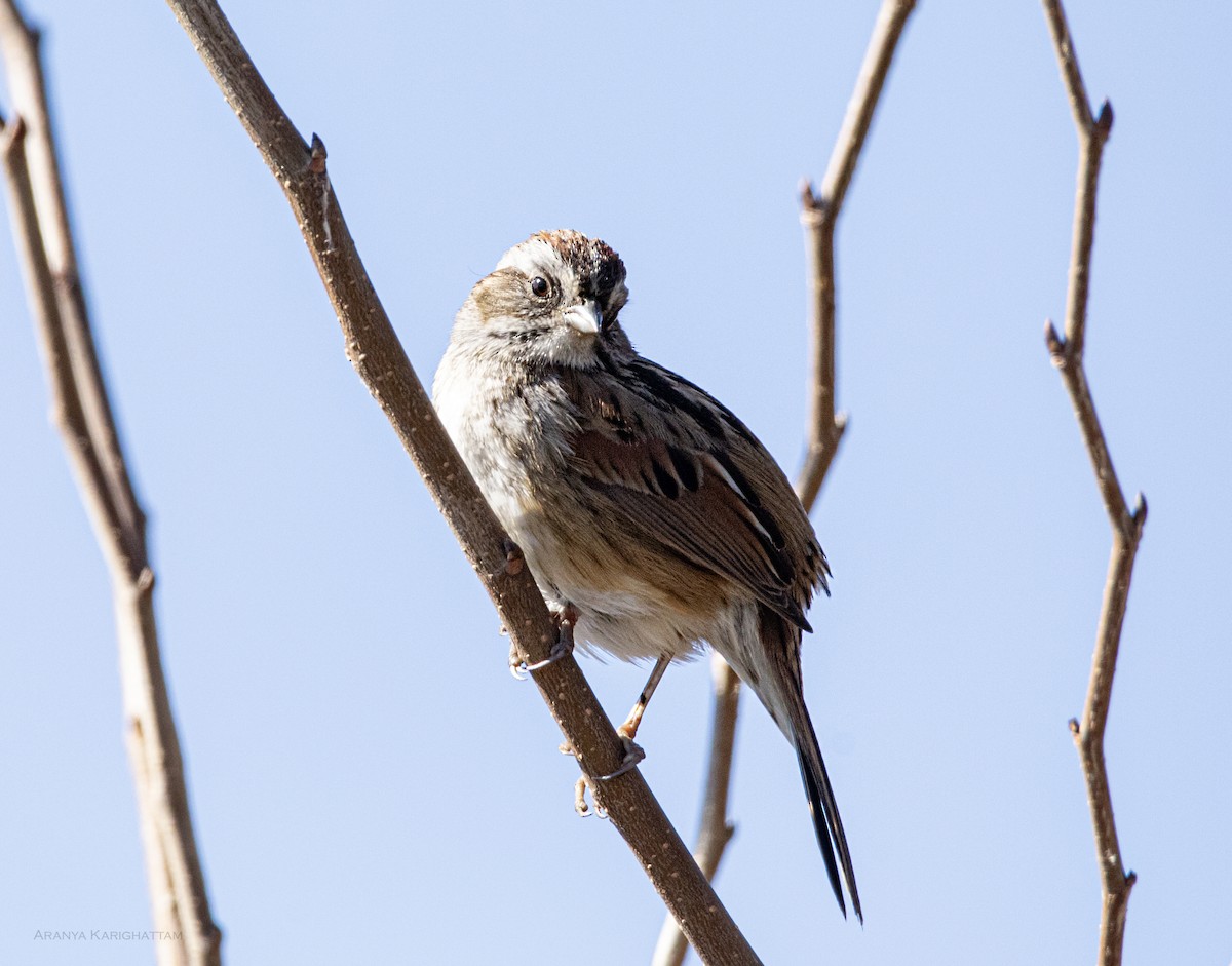 Swamp Sparrow - ML617924586