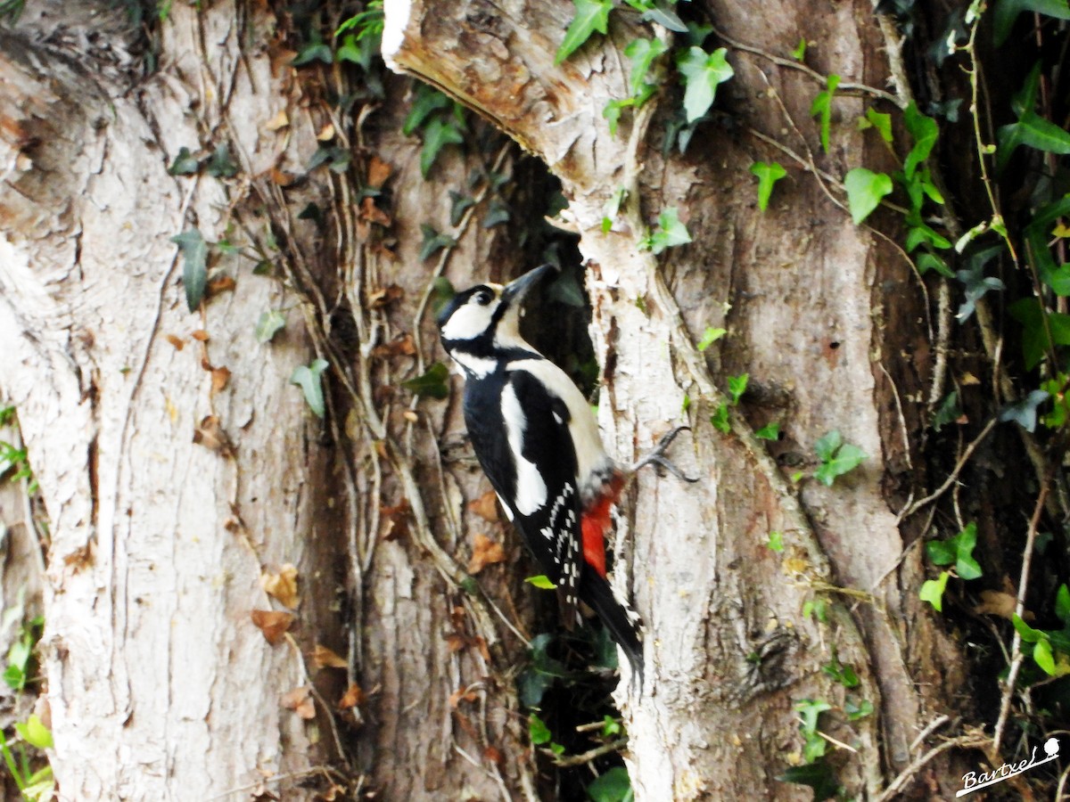 Great Spotted Woodpecker - ML617924618