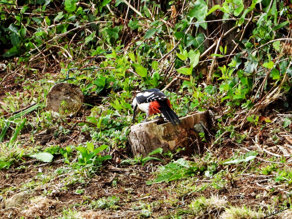 Great Spotted Woodpecker - J. Alfonso Diéguez Millán 👀
