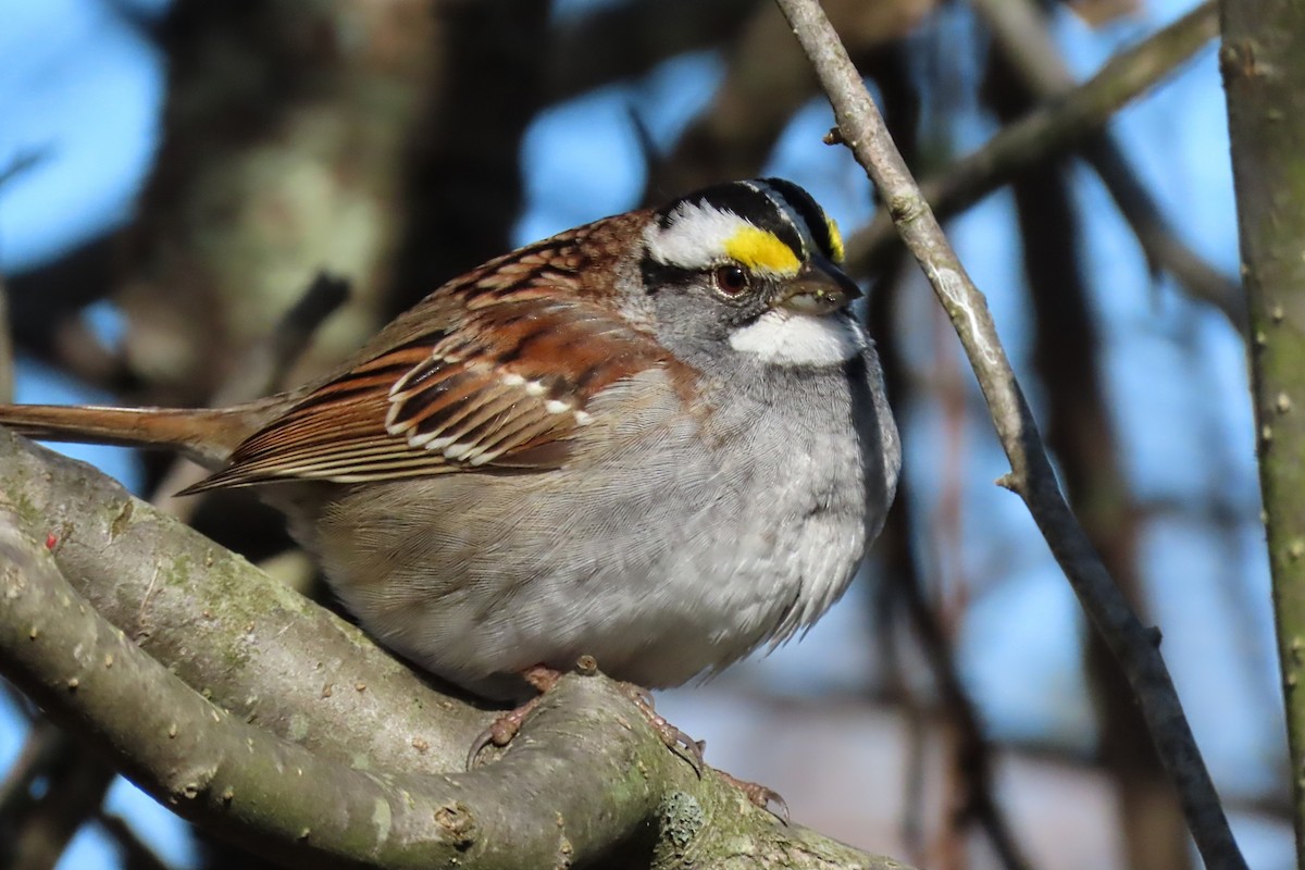 White-throated Sparrow - ML617924667