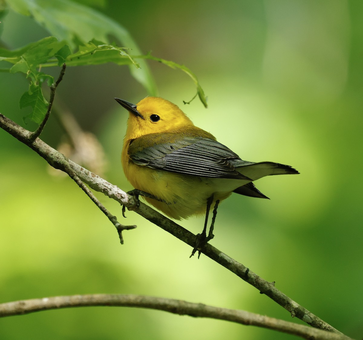 Prothonotary Warbler - ML617924700