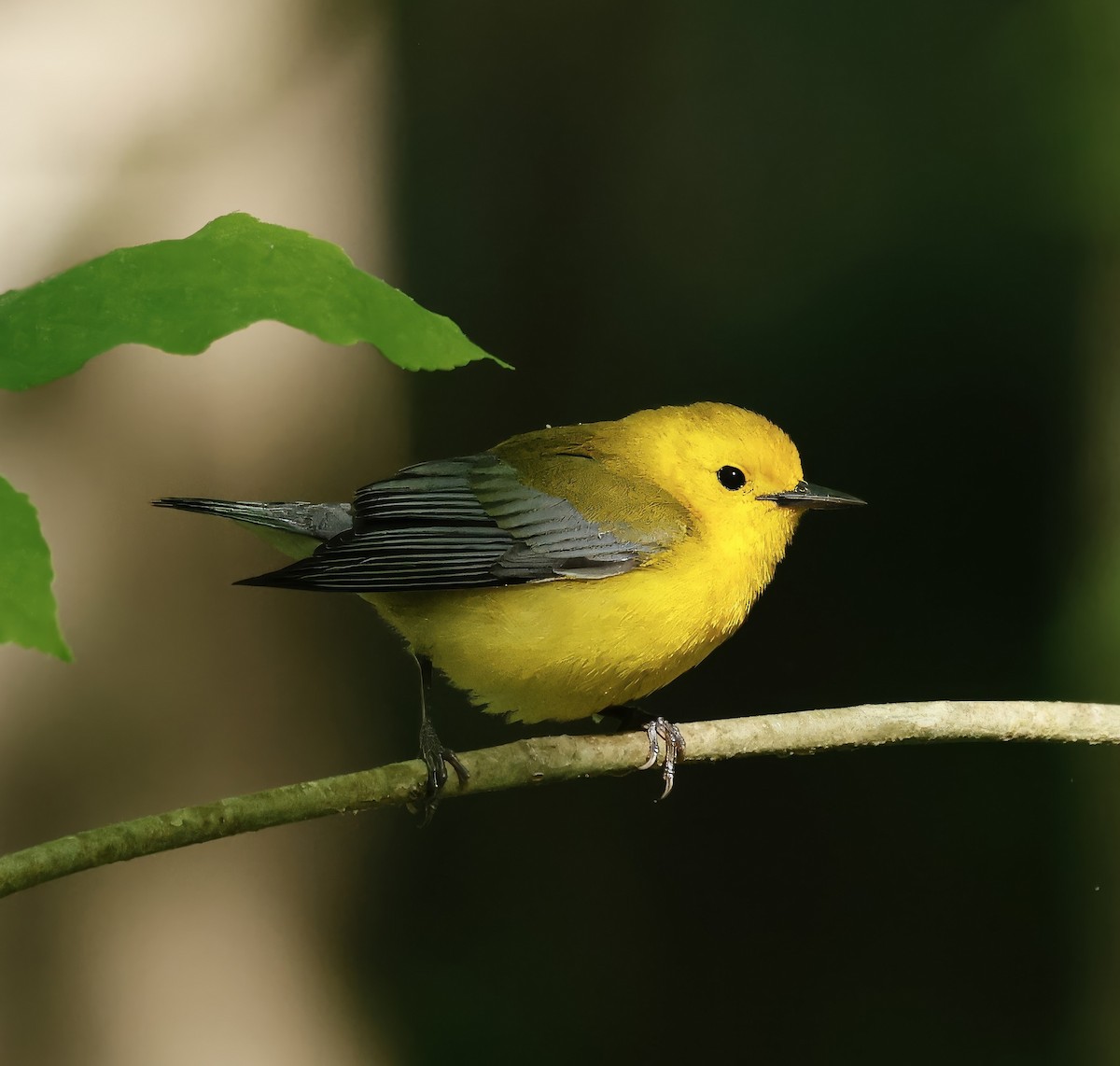 Prothonotary Warbler - ML617924701