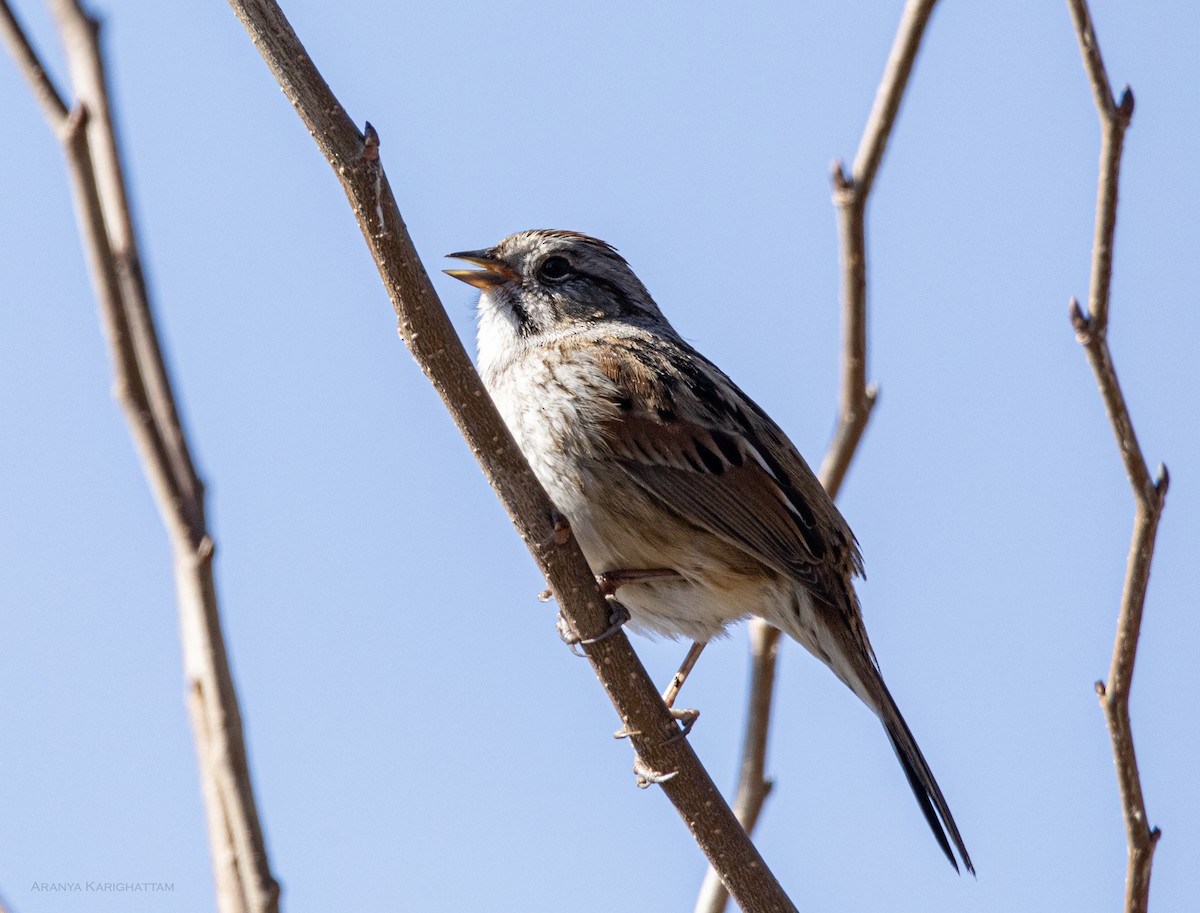 Swamp Sparrow - ML617924753