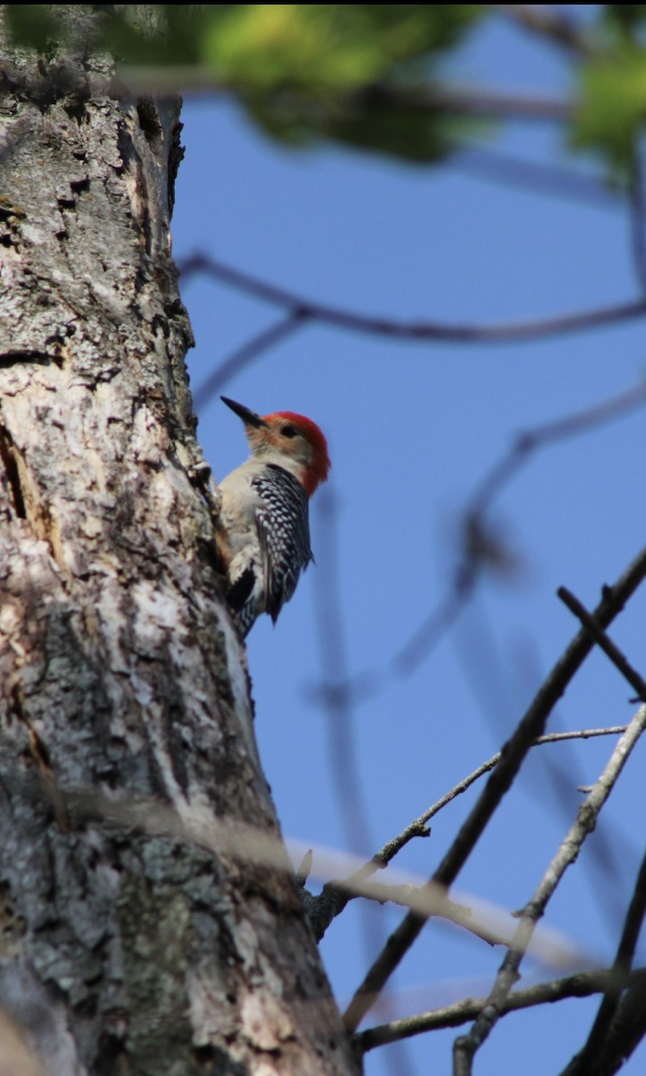 Red-bellied Woodpecker - SALLY HANCOCK