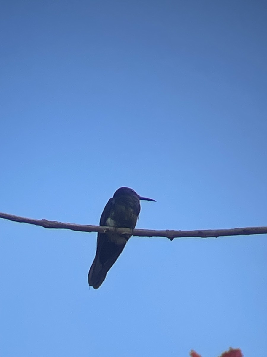 kolibřík černobílý - ML617924818