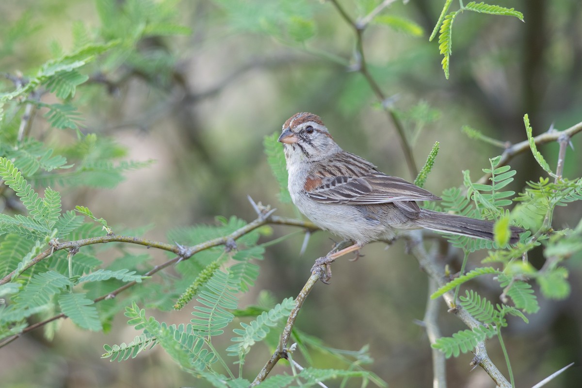 Rufous-winged Sparrow - Michael Sadat