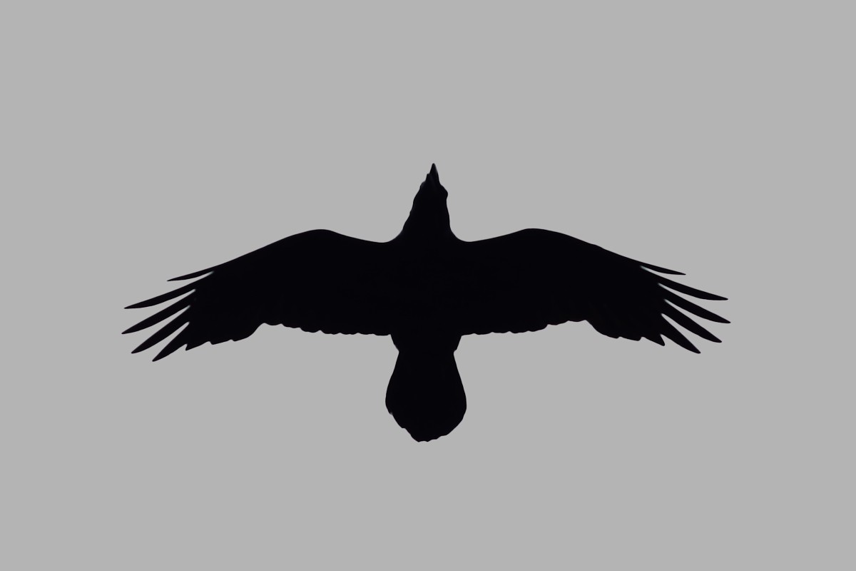 Common Raven - ML617924821