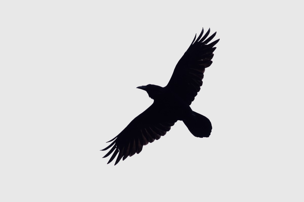 Common Raven - Grzegorz Burkowski