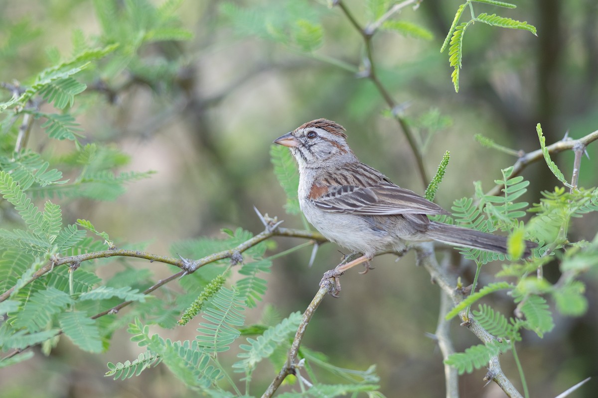 Rufous-winged Sparrow - Michael Sadat