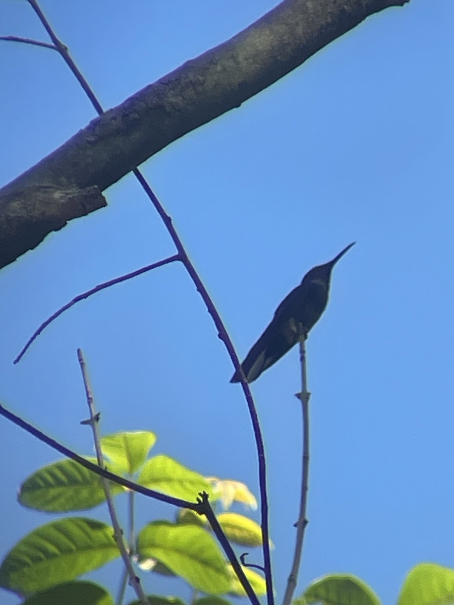 kolibřík černobílý - ML617924861