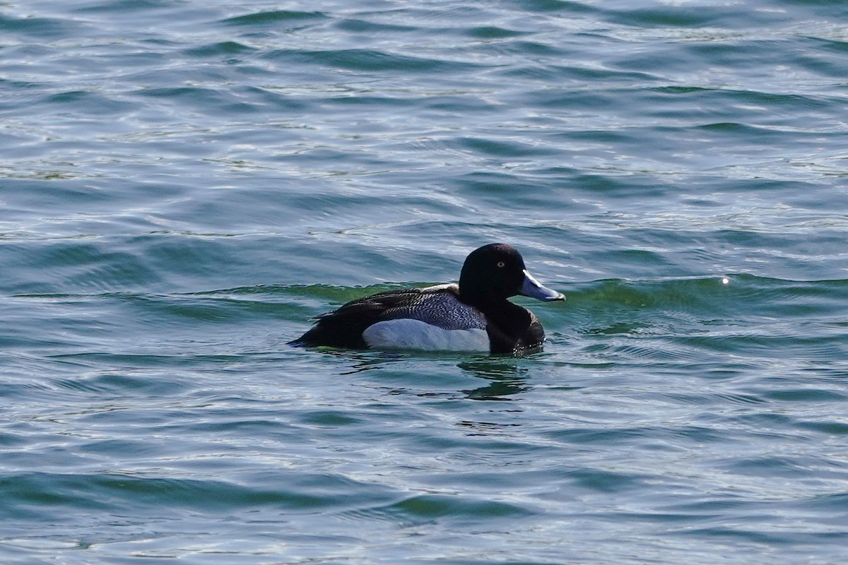 Greater Scaup - ML617924864