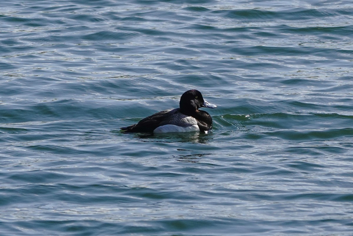 Greater Scaup - Larry Theller