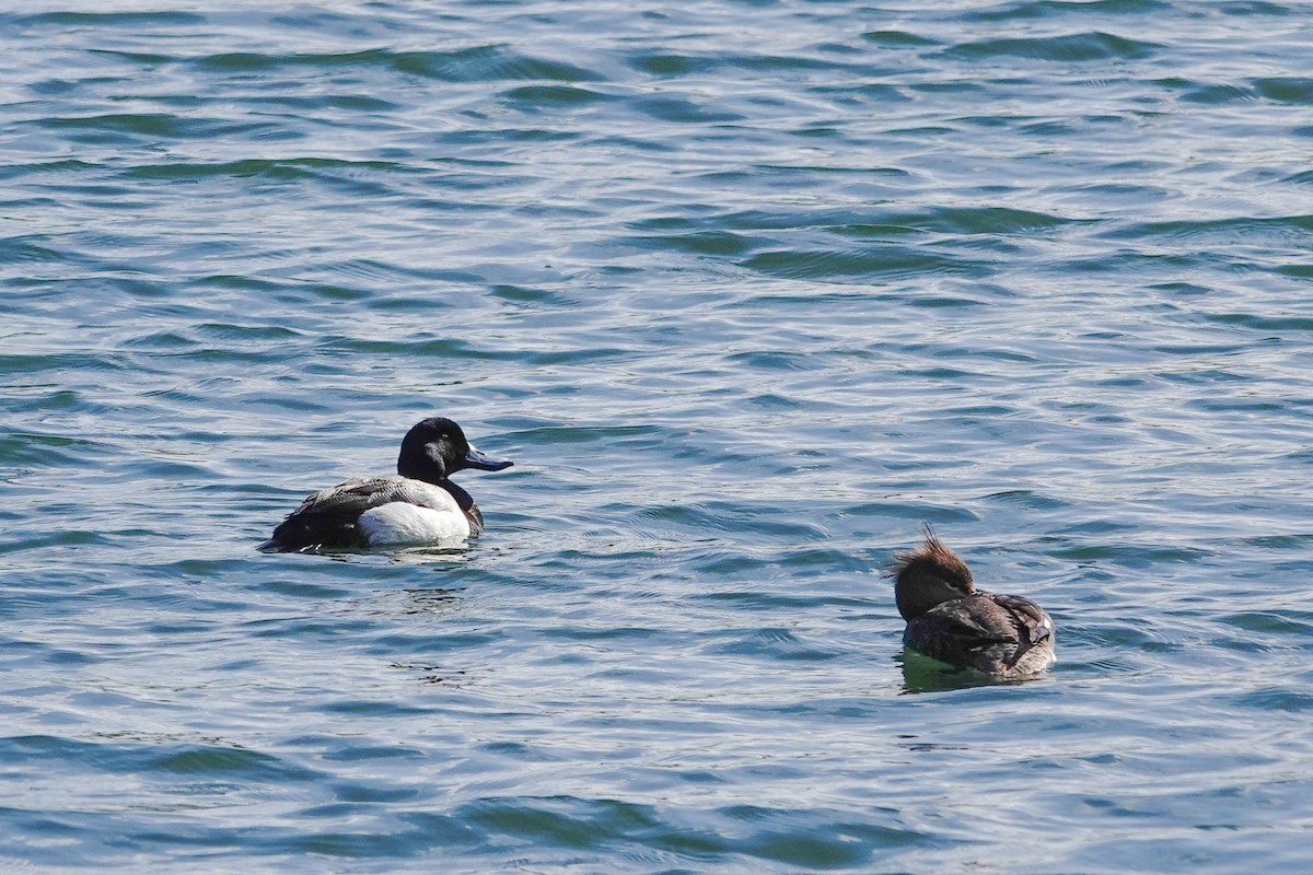 Greater Scaup - ML617924866