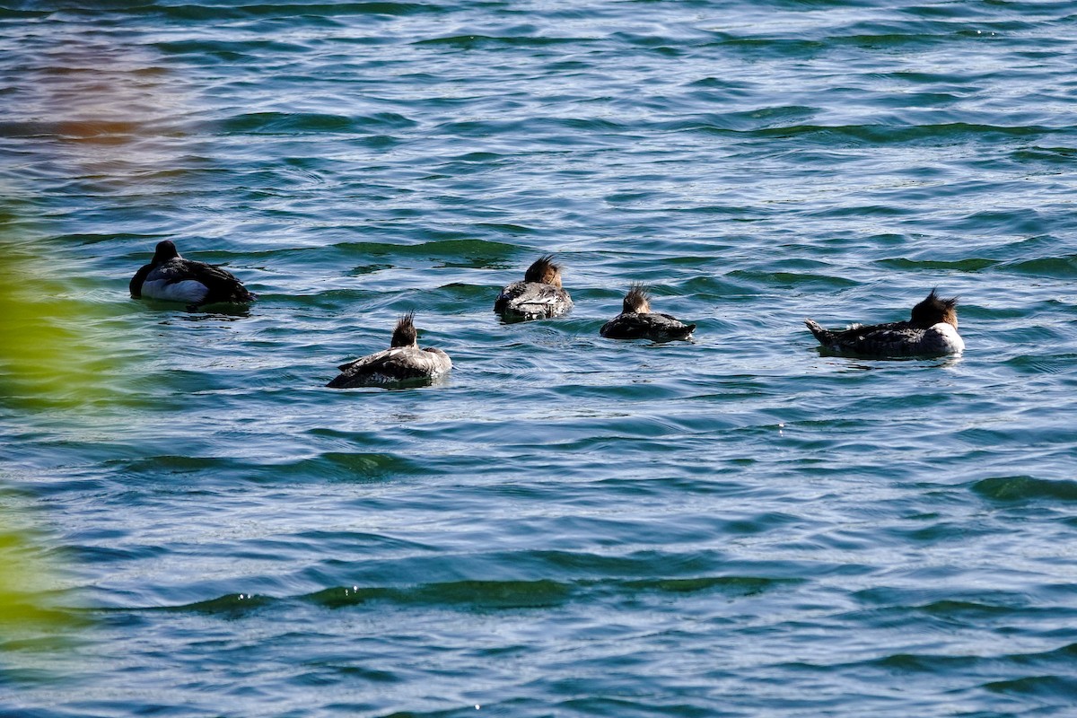 Greater Scaup - ML617924867