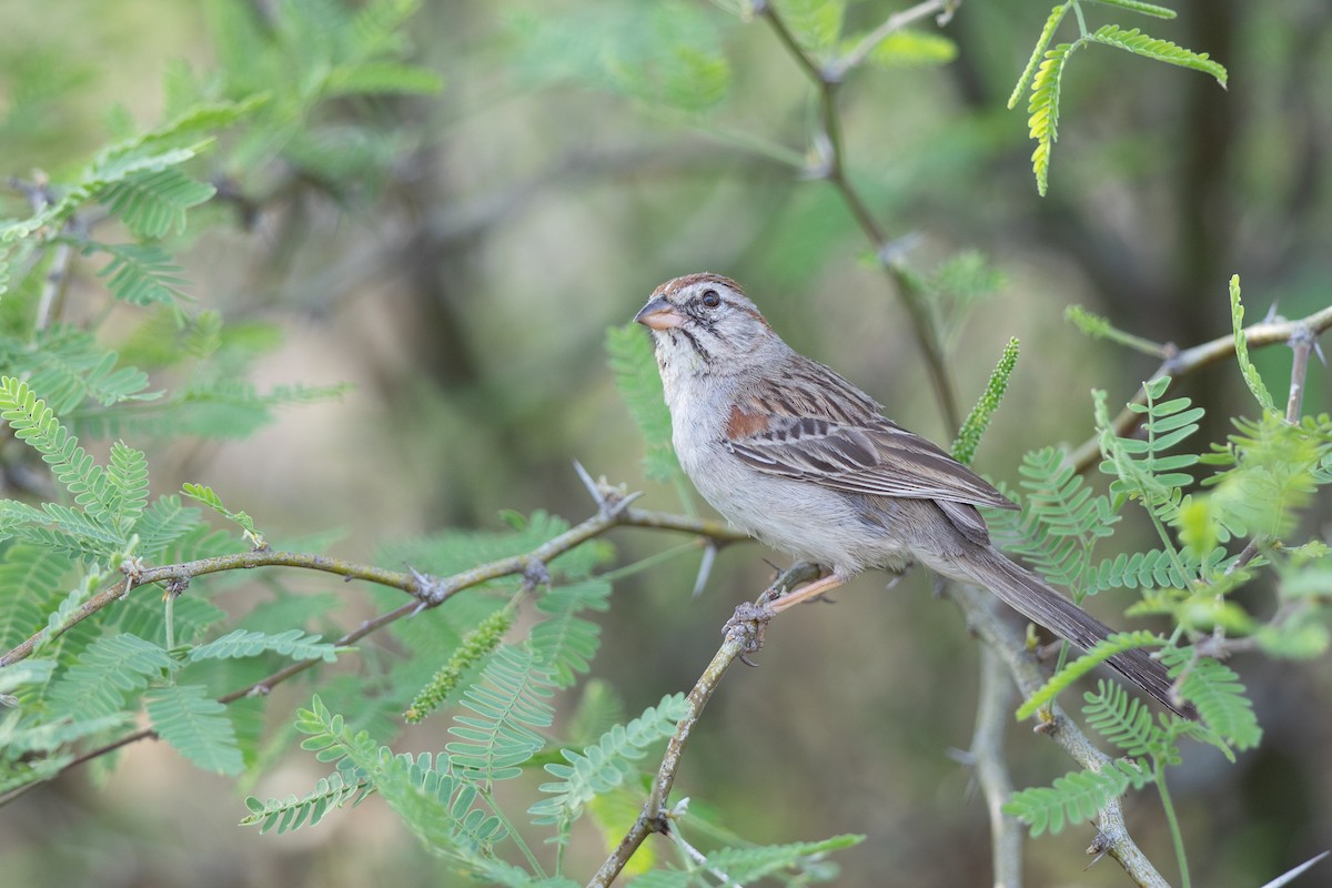 Rufous-winged Sparrow - ML617924870