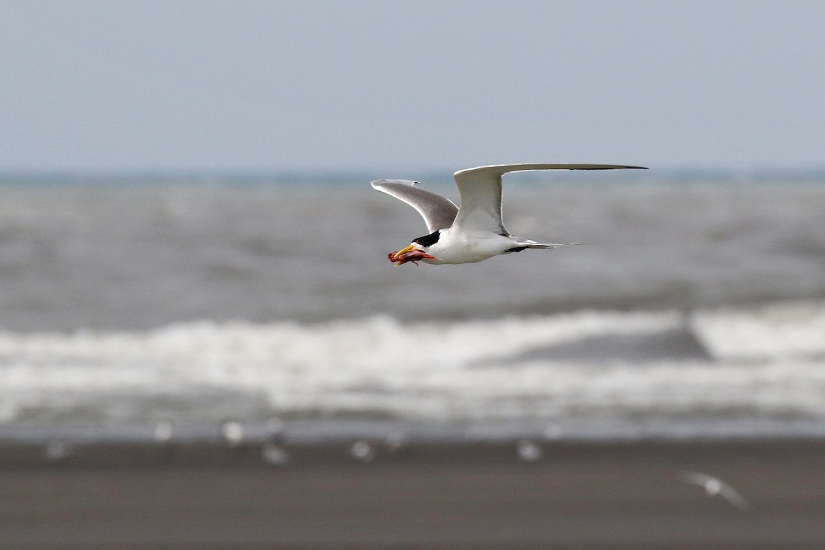 Great Crested Tern - ML617924891