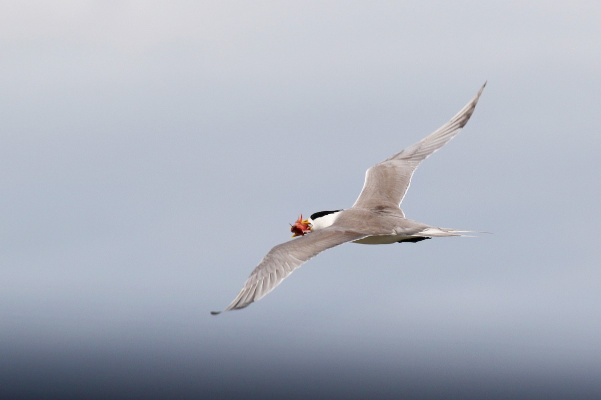 Great Crested Tern - ML617924892