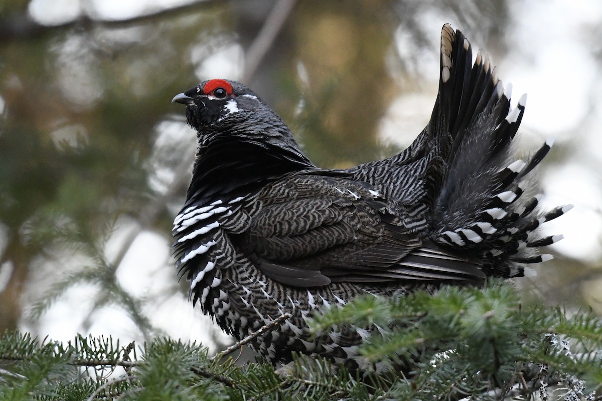 Spruce Grouse - Tim Healy