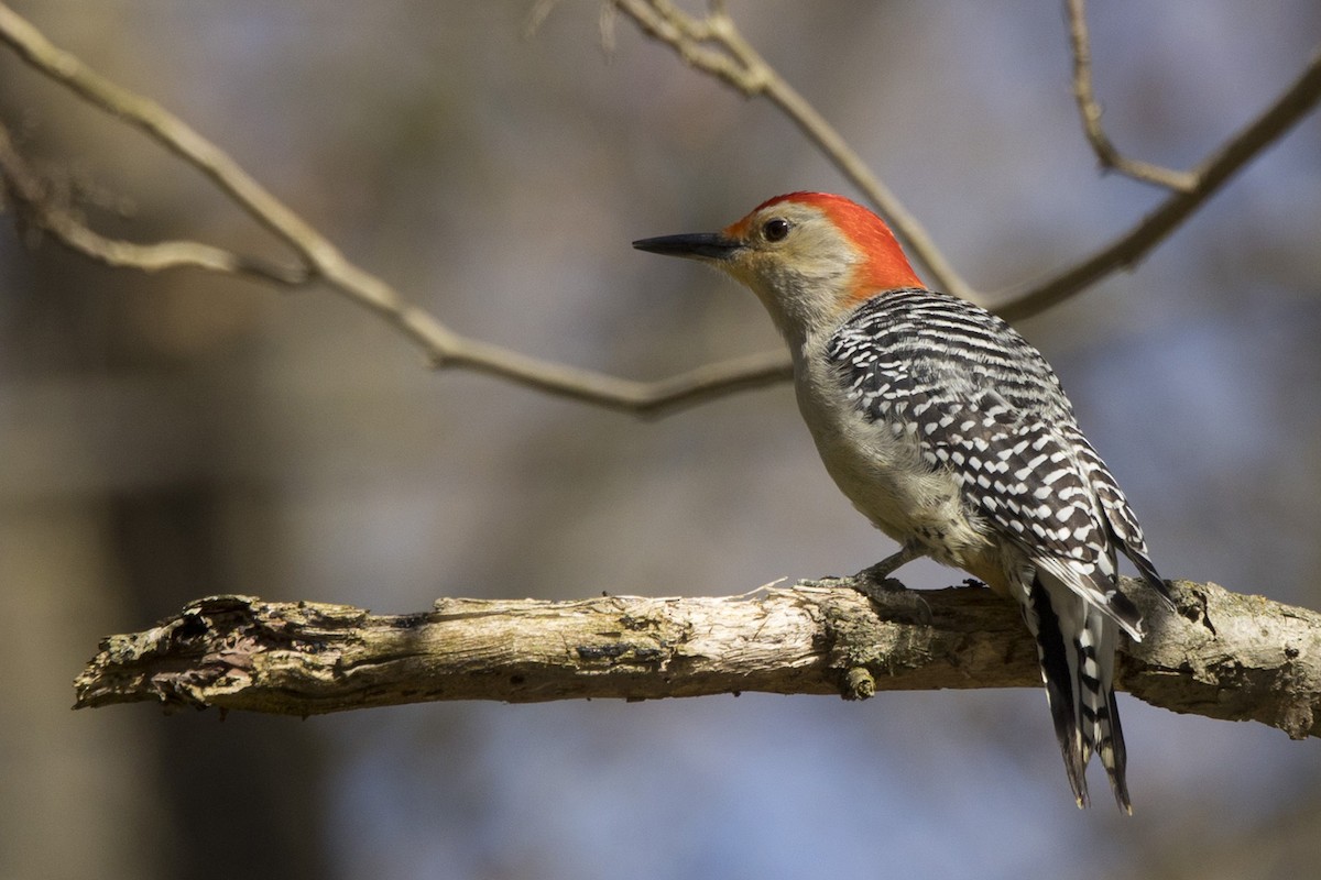 Red-bellied Woodpecker - ML617924910