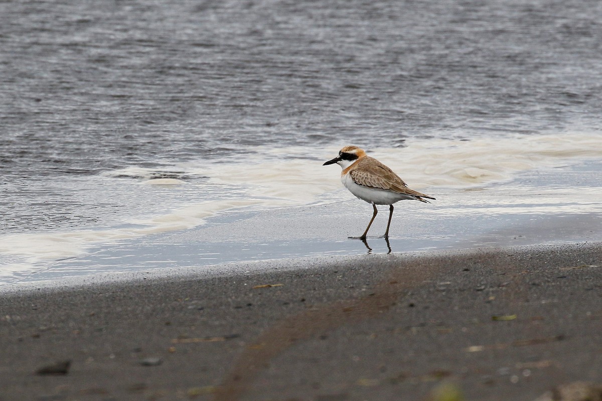 Greater Sand-Plover - Chih-Wei(David) Lin