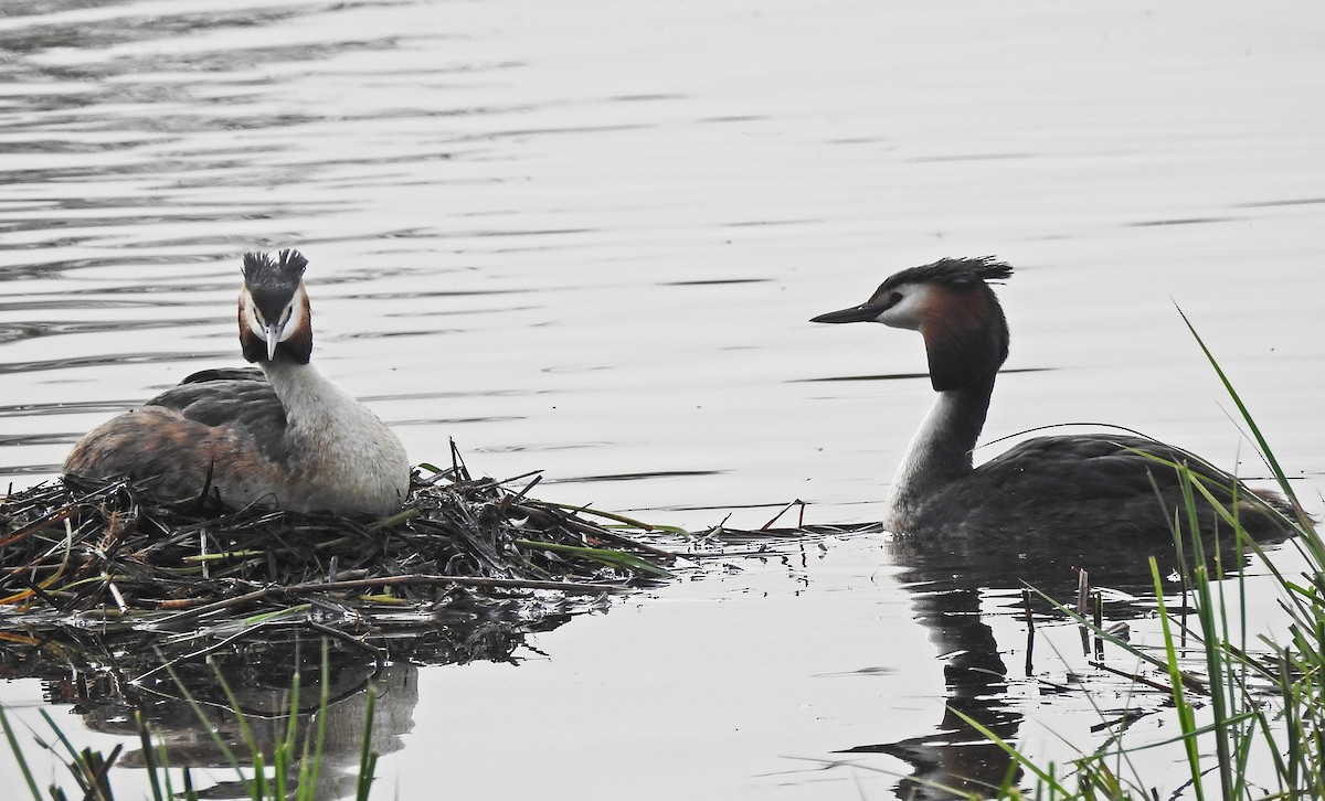 Great Crested Grebe - ML617924943