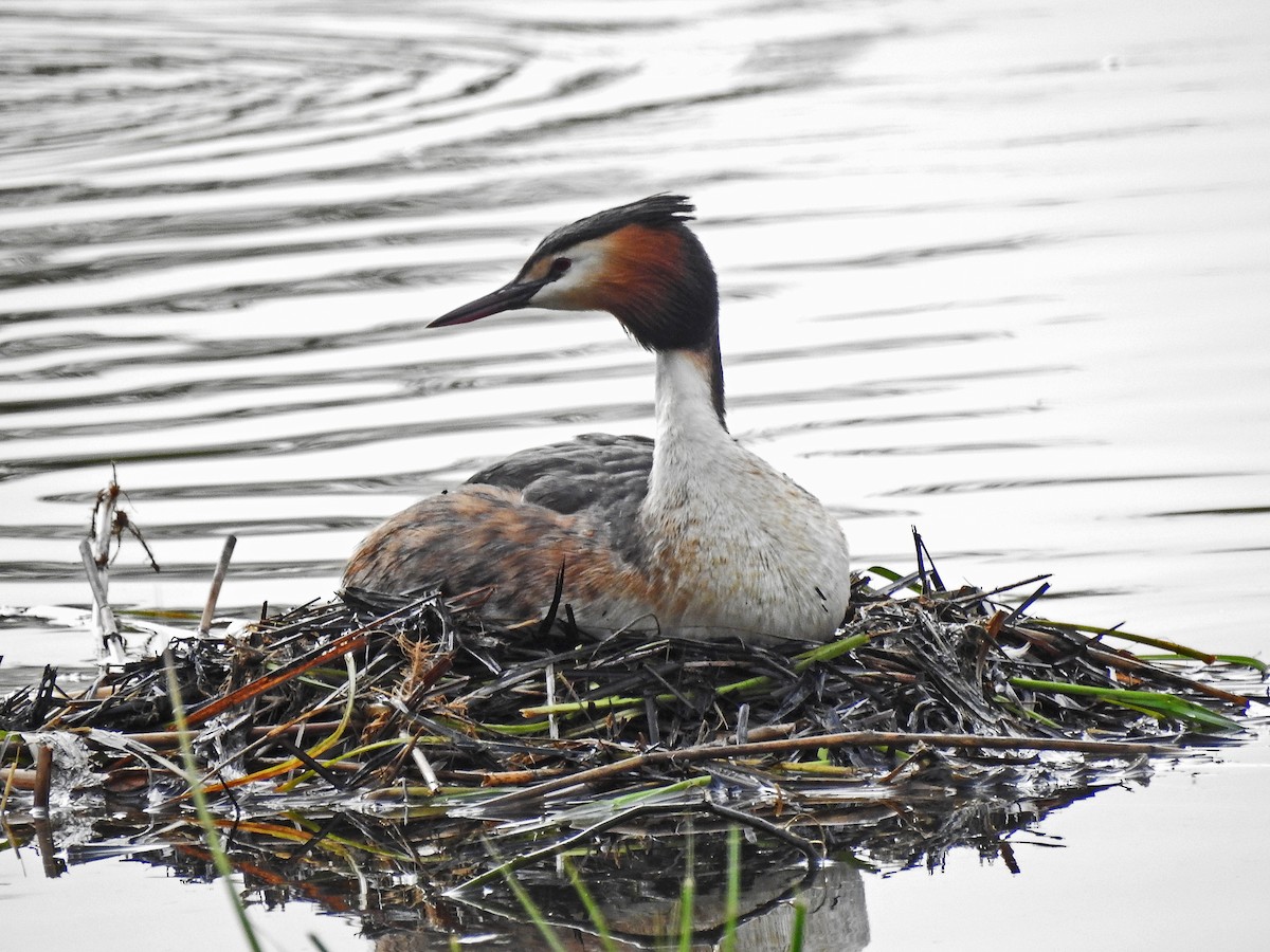 Great Crested Grebe - ML617924957