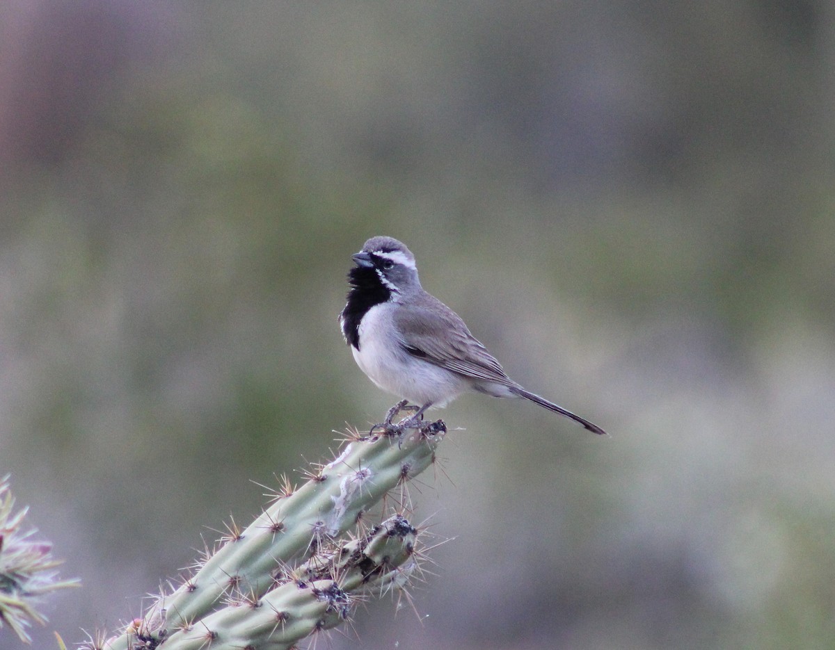 Black-throated Sparrow - ML617924982