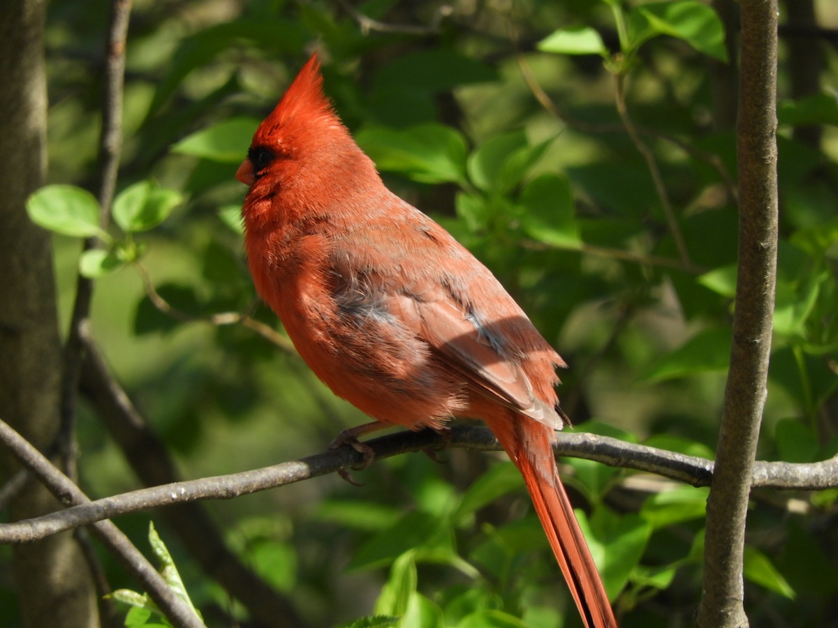 Northern Cardinal - Rowena  West