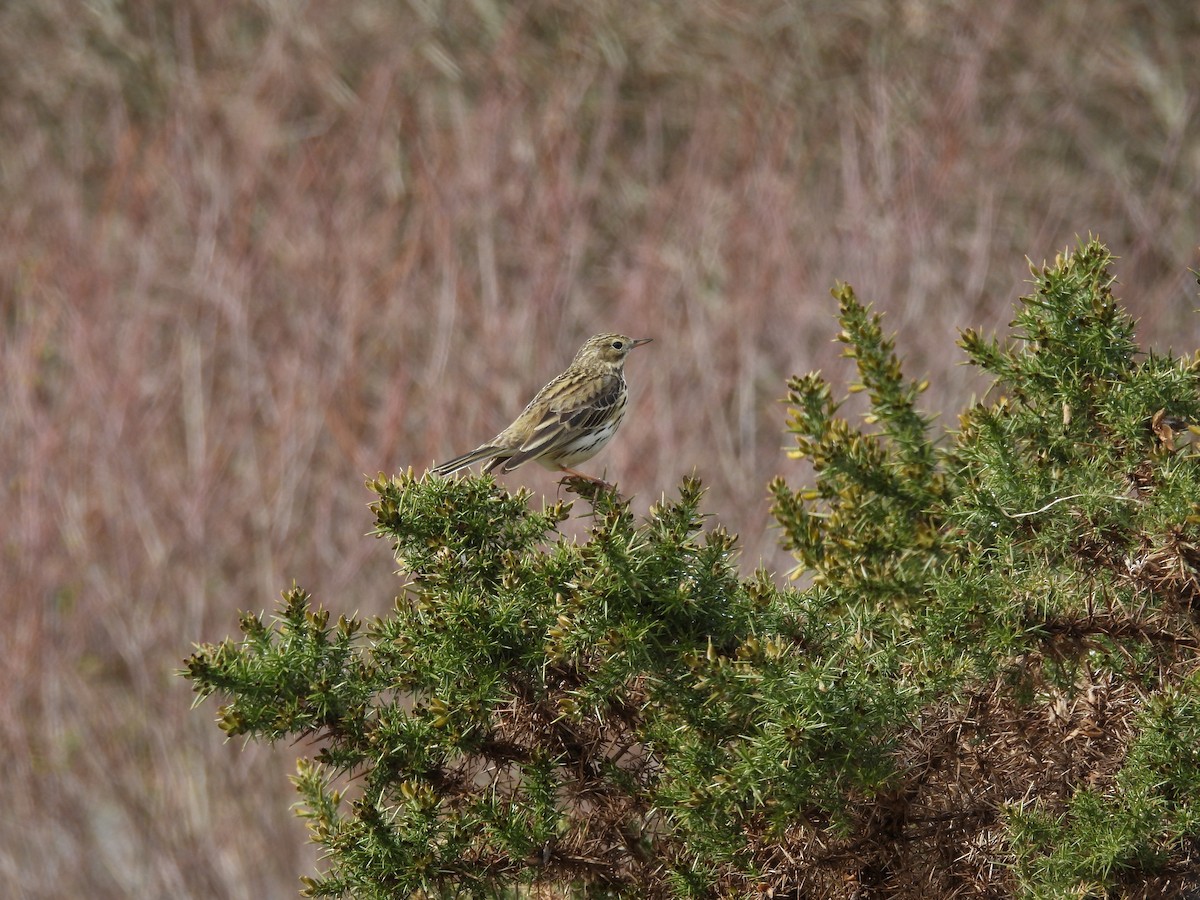 Meadow Pipit - ML617925034