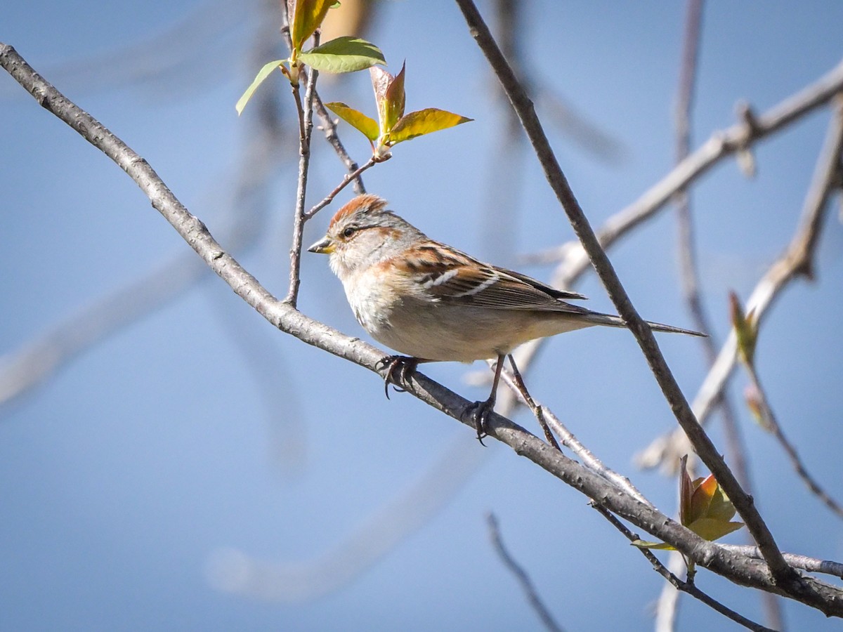 American Tree Sparrow - ML617925043