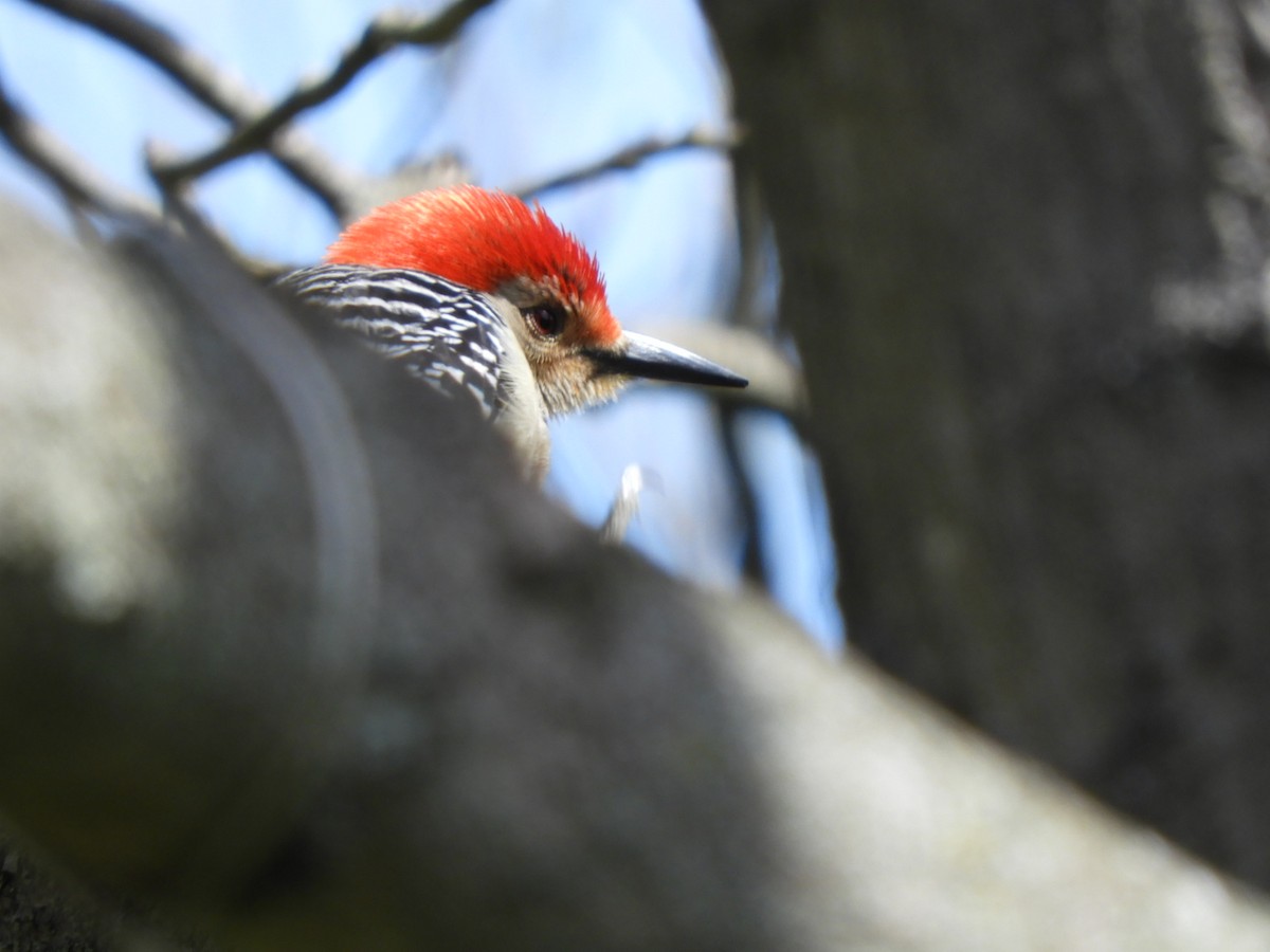 Red-bellied Woodpecker - ML617925047