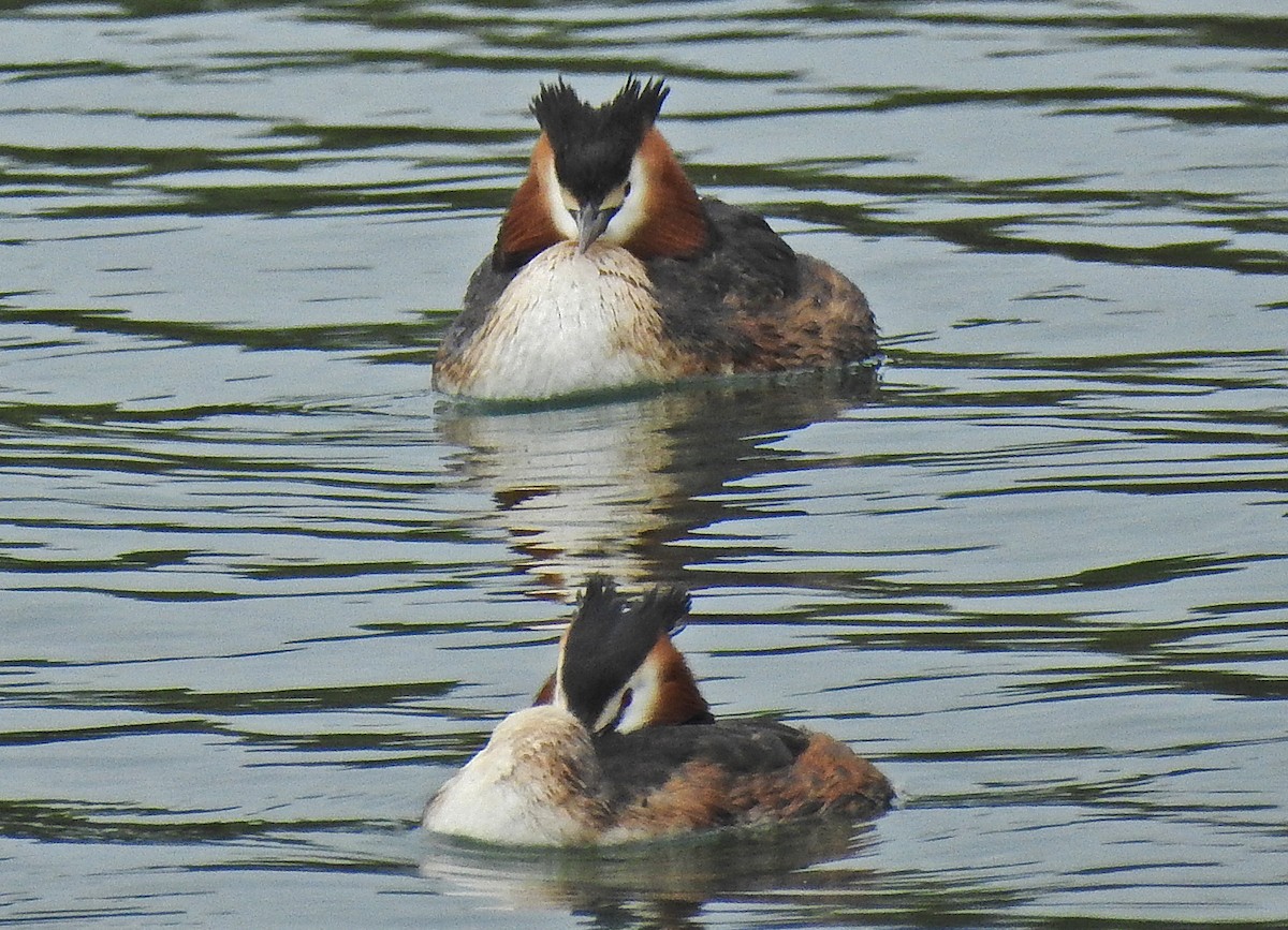 Great Crested Grebe - ML617925048