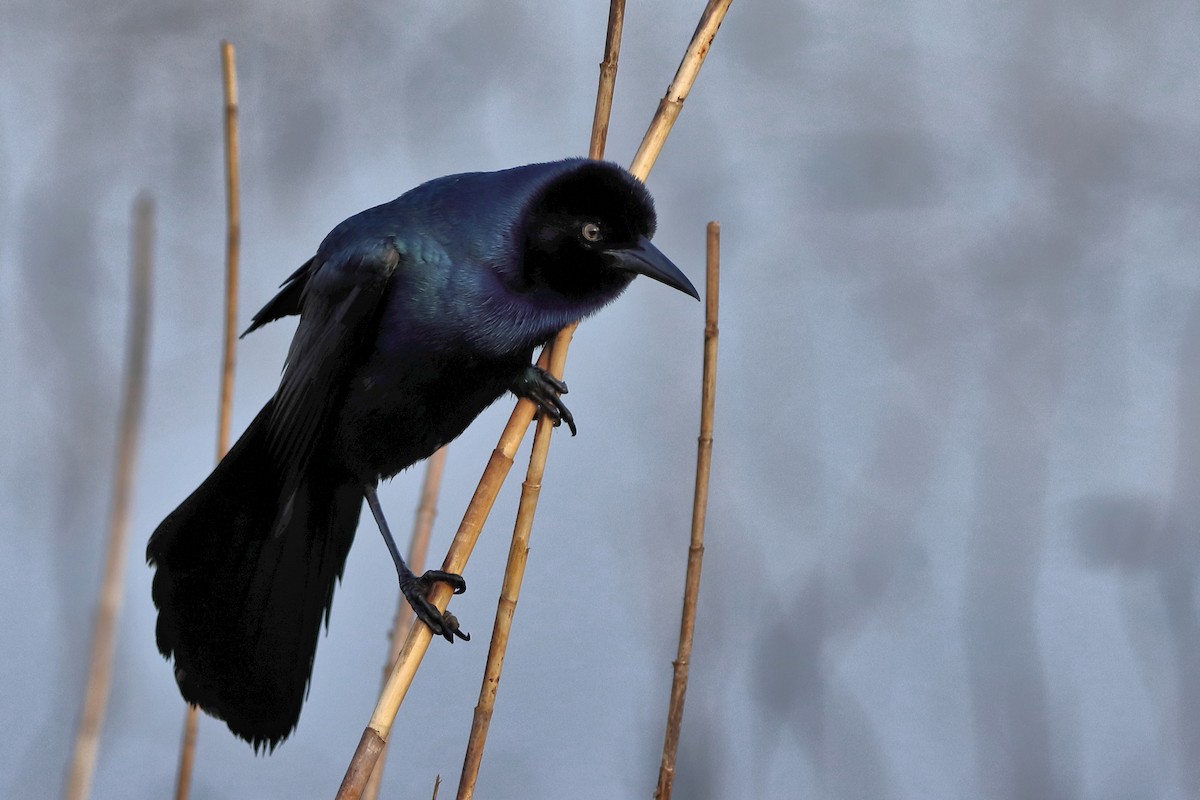 Boat-tailed Grackle - ML617925112