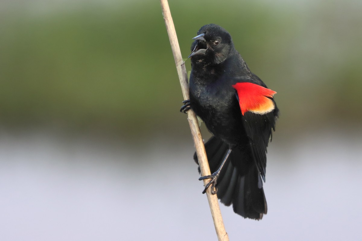 Red-winged Blackbird - Jason Leifester
