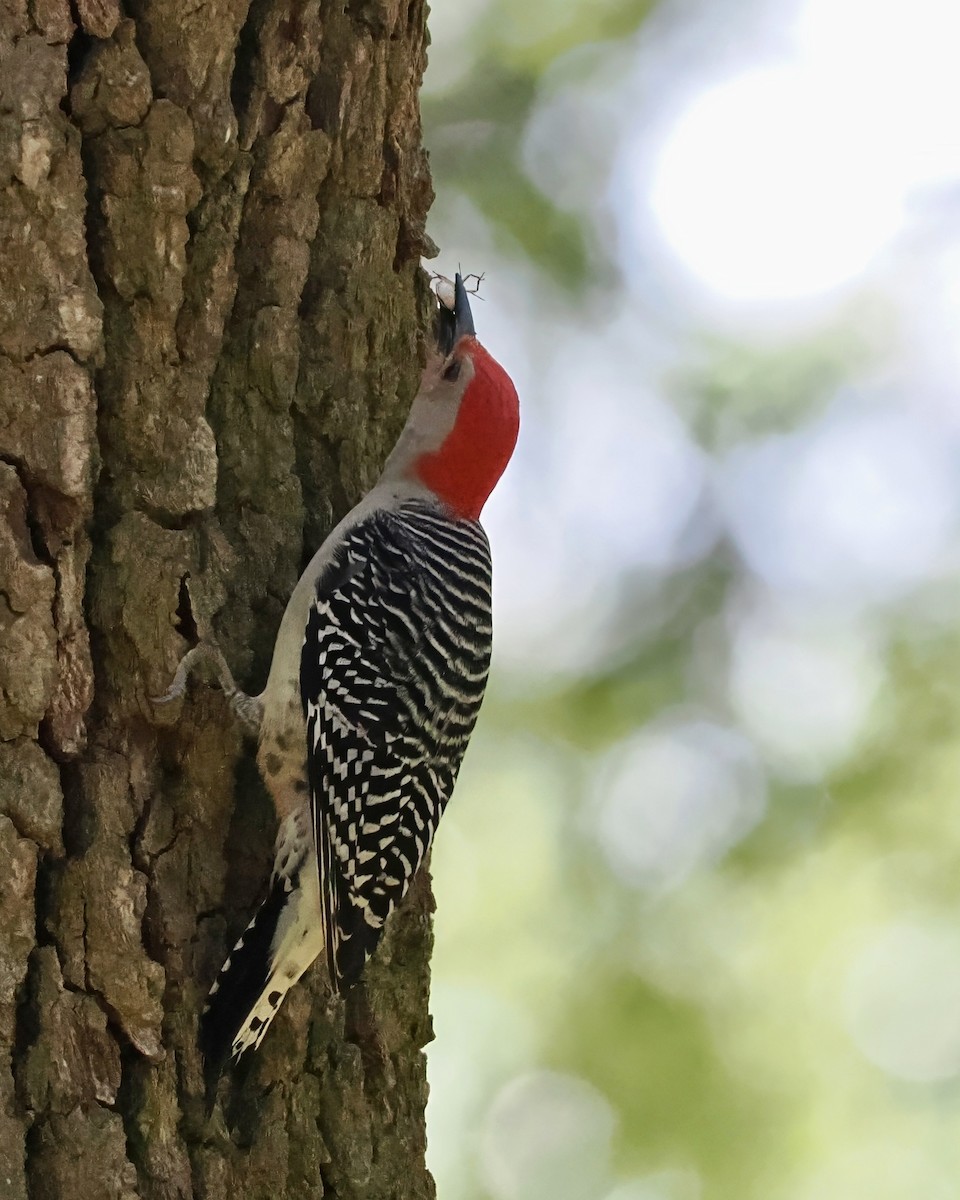 Red-bellied Woodpecker - Melody Serra