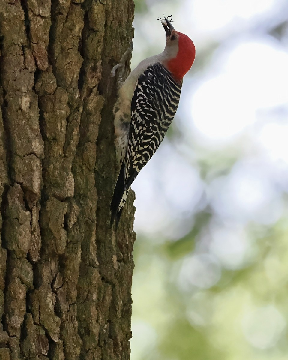 Red-bellied Woodpecker - Melody Serra