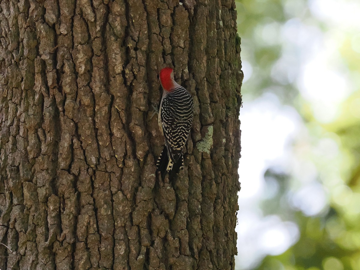 Red-bellied Woodpecker - ML617925134