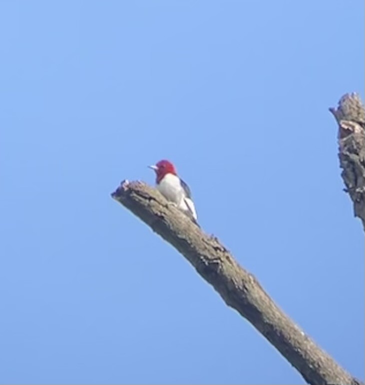 Red-headed Woodpecker - ML617925177