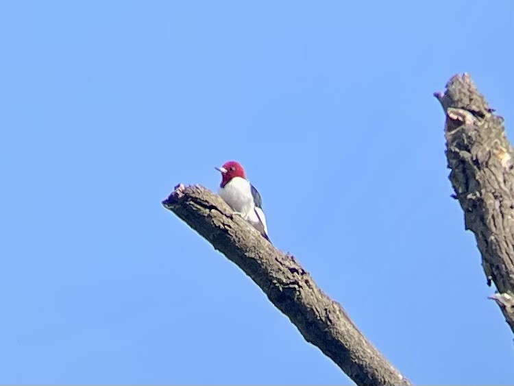 Red-headed Woodpecker - ML617925178