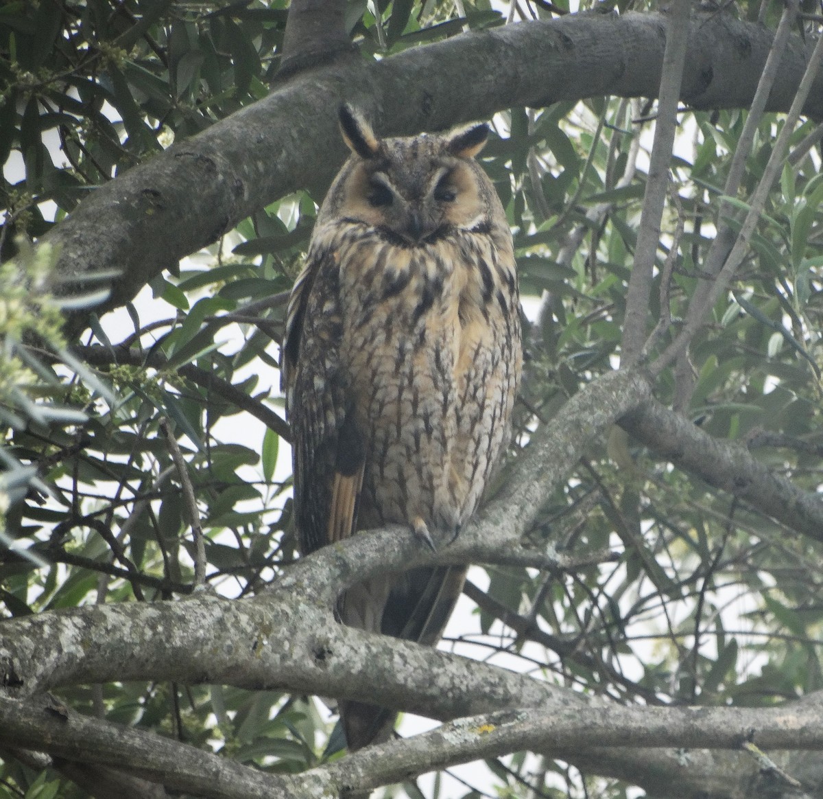 Long-eared Owl - ML617925181