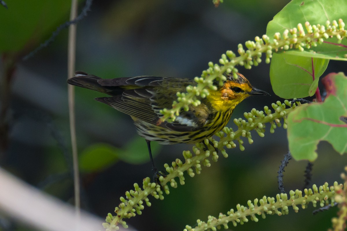 Cape May Warbler - ML617925182