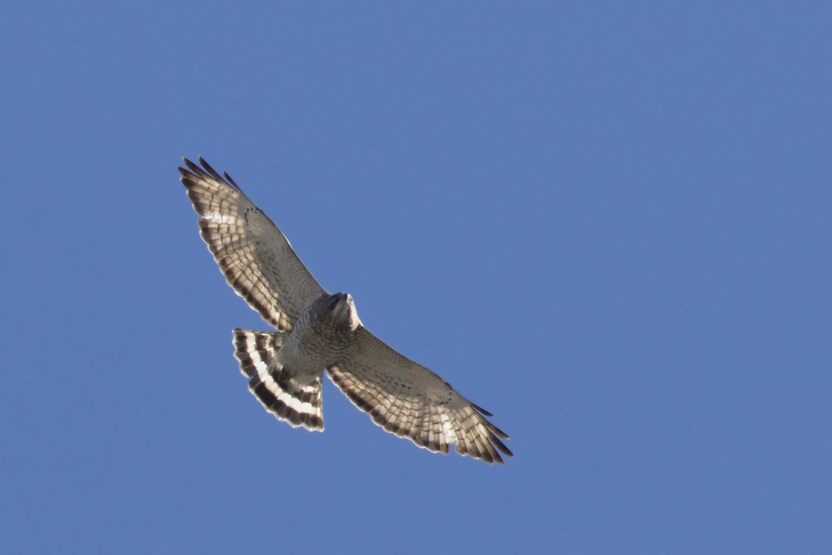 Broad-winged Hawk - pierre martin
